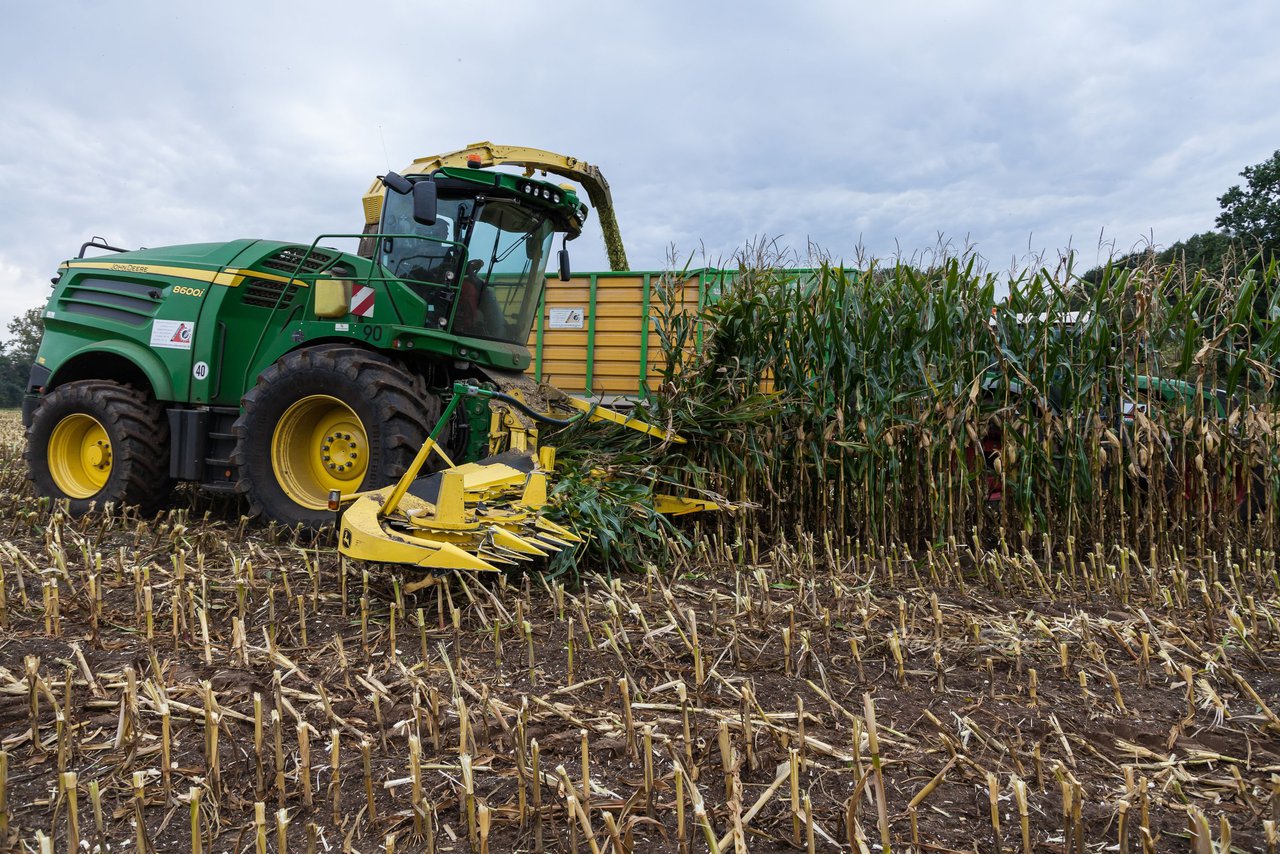 Bild 233 - Maisernte